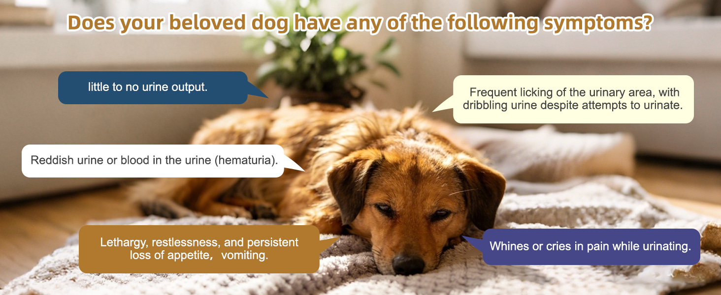 Infographic listing key symptoms of dog urinary tract infection including little to no urine output, hematuria (blood in urine), frequent licking & dribbling, painful urination, lethargy, loss of appetite and vomiting for canine urinary care
