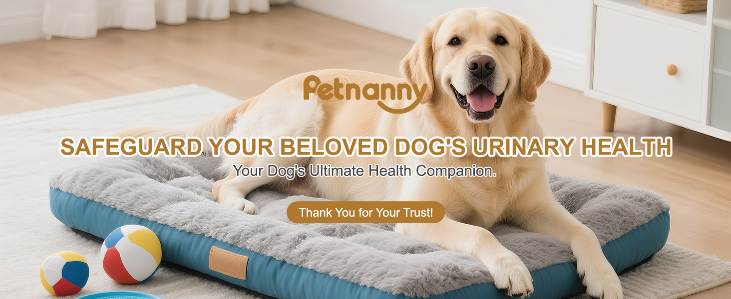 Petnanny brand campaign for dog urinary health protection, featuring a golden retriever on a pet bed with the tagline 'Safeguard Your Beloved Dog's Urinary Health' as the ultimate canine health companion